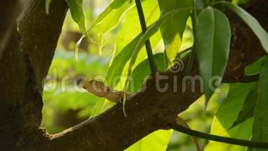 在花园里爬芒果树的<strong>蜥蜴</strong>