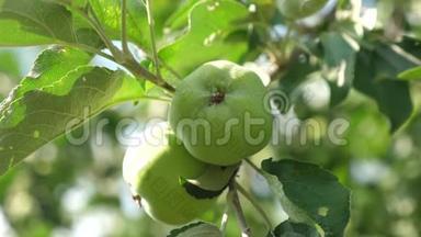 苹果在树上。 特写镜头。 树枝上的绿苹果。 漂亮的苹果成熟在树上。 农业企业