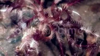 菲律宾野生动物海洋中的红色斑点海百合。