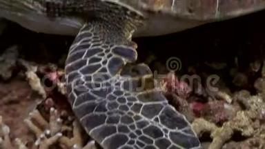 菲律宾海底的爪海龟近于大自然的水下。