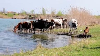 草地和芦苇环绕着浇水洞上的牛群