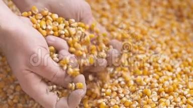 农民的手展示刚收获的玉米粒。 农业、玉米收获