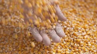 农民的手展示刚收获的玉米粒。 农业、玉米收获