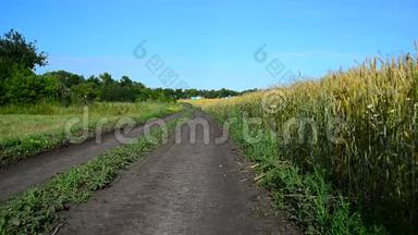俄罗斯，沿着成熟的麦田通往农村的房子