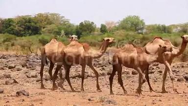 <strong>安博塞利</strong>公园的骆驼
