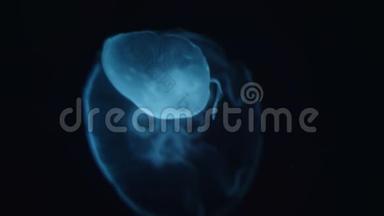 一只大型水母的影像