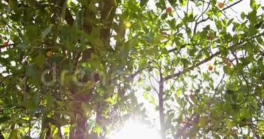 格拉纳达山`梅勒维尼公园橙树，CA24fps4k