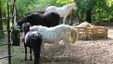 黑白马和小马是在谷仓里饲养的