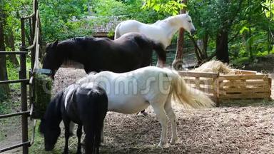 黑白马和小马是在谷仓里饲养的