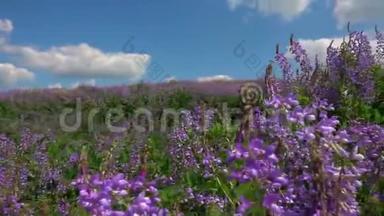 野地里撒维雅的花朵在美丽的多云天空的背景下