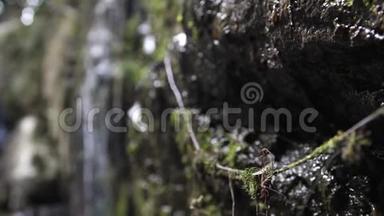 森林深处的热带丛林瀑布。 变化集中在岩石上的苔藓在缓慢的运动。 3840x2160