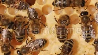 蜜蜂照顾幼虫€“它们的<strong>后代</strong>”。