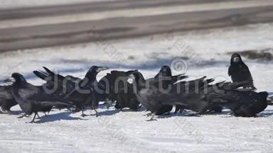 成群的乌鸦坐在雪地里。 一群野生乌鸦冬天在雪地上吃谷物，冬天在户外