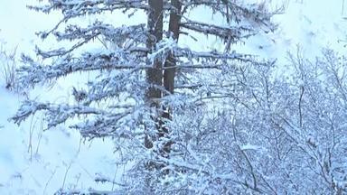 冬天大的死雪云杉树