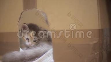 小猫在纸板箱里。 猫和小猫在纸板箱里。 可爱的小猫在纸板生活方式屋概念