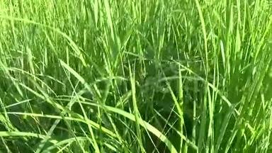 盛开的巨藻在田野上特写视频镜头，镜头从草地到植物。