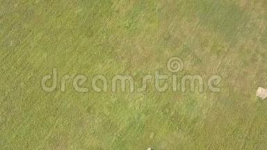 干草堆上的稻草，收割小麦后。 夏季农场风景与干草堆。 空中镜头
