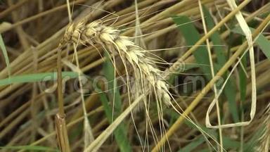 小麦三叶草生物金、成熟穗和类、面食或通心粉小麦，广泛种植为谷物