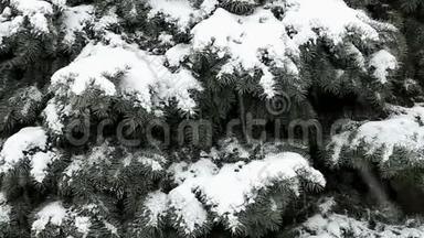 雪落在蓝云杉的树枝上