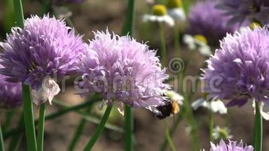 一<strong>朵朵</strong>美丽的洋葱花和大黄蜂