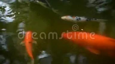 一群漂亮的鲤鱼或五颜六色的锦鲤鱼在清澈的池塘里游泳