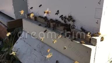 蜂箱入口前的蜜蜂都关门了。 蜜蜂飞向蜂巢。 蜜蜂无人机进入蜂巢。 与工作的蜜蜂生活在一个蜂房里