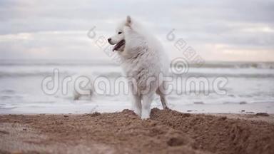 两只可爱的狗正一起在海边或海洋里的海滩上玩耍。 慢镜头