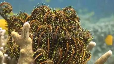 菲律宾野生动物海洋中珊瑚中的海百合。