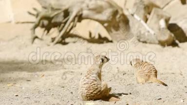 猫鼬在沙子上抓痕