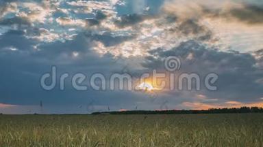 夏季日落傍晚，农村上方的农村麦田景观。 地平线上有雨云的美丽天空