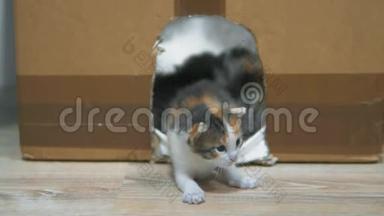 小猫摔倒了。 猫舔小猫。 房子里的小猫和带着猫的纸板做了第一步