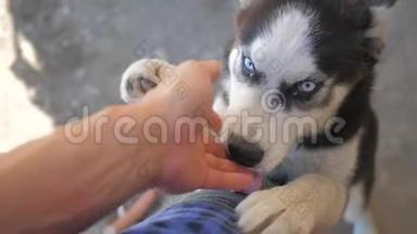 男人从第一个人手里抚摸一只哈士奇狗。 慢动作视频。 男人抚摸一只狗哈士奇。 友谊人，人，狗