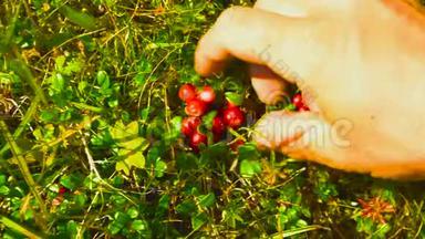 人们从山上的灌木丛中直接收集林果莓。 快关门。 原料食品