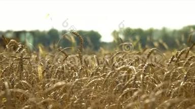 <strong>联合收割机</strong>收割小麦. 一个普希萨的区域接近。 黄色的麦穗.. <strong>联合收割机</strong>收割庄稼