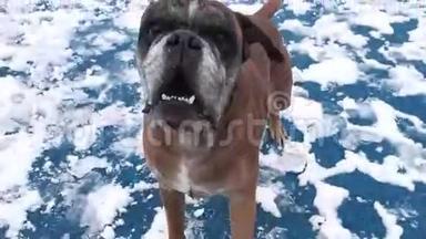 义和团<strong>狗</strong>在白雪覆盖的公园里吠叫和<strong>攻击</strong>相机。