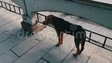 无家可归的饥饿的狗在佐治亚州的锡尼亚吉市的街道上游荡，街上的狗没有主人