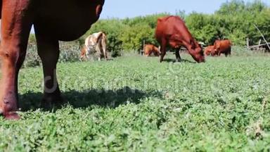 牛在近景的田野上放牧. 奶牛吃草。 农场牛在牧场放牧。 农业产业