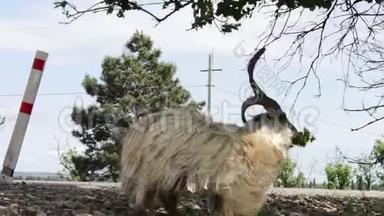 有趣的大纯种山羊，有巨大的角，从一棵树上嚼着树叶，在离第比利斯不远的地方长了两英尺