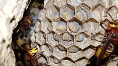 欧洲黄蜂维斯帕蟹在巢中觅食