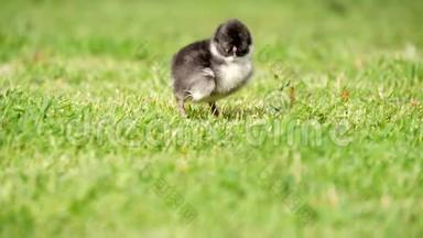 在绿色背景上的草地上合上新生的黑白鸡。 复活节的概念。