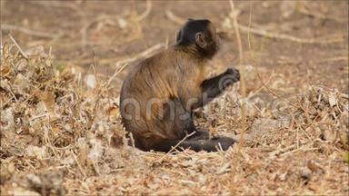 卡布钦猴子在森林里吃水果