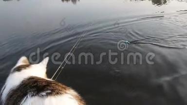猫在河上的充气船上钓鱼。 充气皮艇里一只好玩的猫和它一起休息