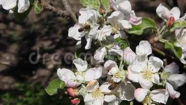 蜜蜂飞过<strong>开满鲜花</strong>的苹果树。
