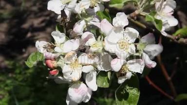 蜜蜂飞过<strong>开满鲜花</strong>的苹果树。