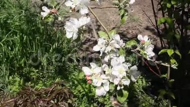 蜜蜂飞过开满鲜花的苹果树。
