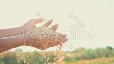 在阳光下<strong>农民</strong>手中的<strong>粮食</strong>，小麦是从地里人的手指里倒出来的