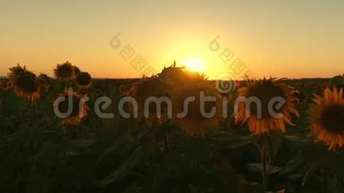 在美丽的夕阳的<strong>光芒</strong>中绽放着向日葵的田野。 农业商业概念。 有机收获向日葵。