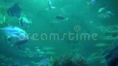 鱼缸。在海洋馆的水族馆里游泳的危险的鱼。装满石头、海藻的彩色水族箱