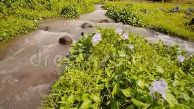 山河有鲜花和茂密的绿色植物。 源于马永火山的山地火山河.. 《法律<strong>公报</strong>》