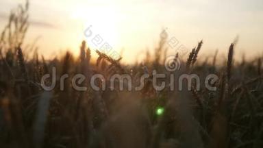 在日落的时候把你的手放在金色的小麦上，有镜头的效果。 高清，1920x1080。 慢动作。